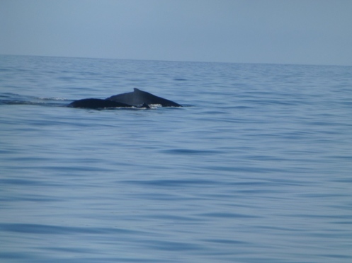 Whales as we arrive at Isabela.
