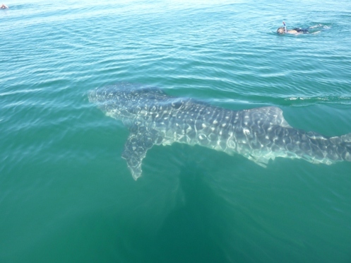 Swimming with whale sharks