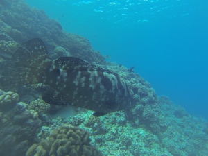 Nice grouper