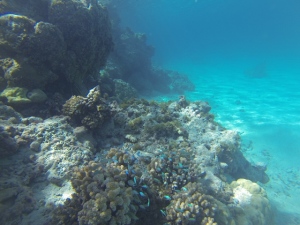 Reef at Fakarava
