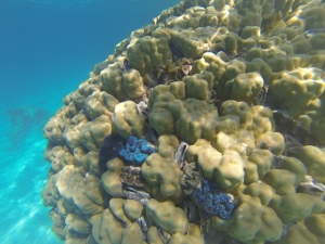 Clams & scallops share a coral head