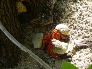 Three hermit crabs in a social setting