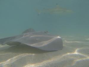 Sting ray and black tip shark