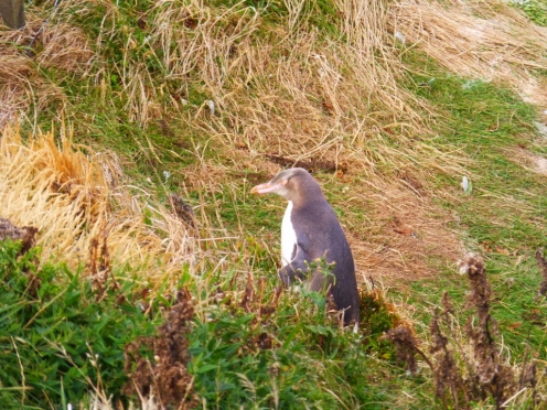 Rare yellow eyed penguin returning from the sea