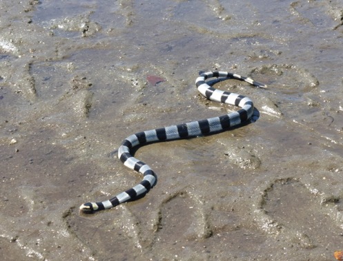 Poisonous sea snake on the mud flats