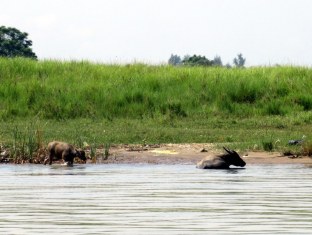 Water buffalo, Hoi An