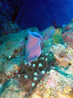 Diving Dominica