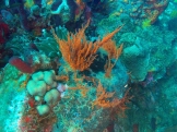 Diving Dominica
