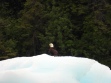 Eagle on a berg, Tacy Arm