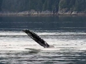 Whale fin in N. Sandy Cove, Glacier Bay